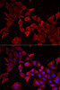 Immunofluorescence analysis of MCF7 cells using Caspase-14 Polyclonal Antibody