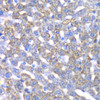 Immunohistochemistry of paraffin-embedded Mouse liver using CCBL1 Polyclonal Antibody at dilution of  1:100 (40x lens).
