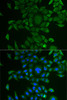 Immunofluorescence analysis of U2OS cells using CCBL1 Polyclonal Antibody