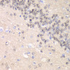 Immunohistochemistry of paraffin-embedded Rat brain using CCNC Polyclonal Antibody at dilution of  1:100 (40x lens).