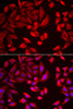 Immunofluorescence analysis of HeLa cells using CCT2 Polyclonal Antibody