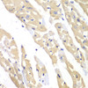 Immunohistochemistry of paraffin-embedded Mouse heart using CCT3 Polyclonal Antibody at dilution of  1:100 (40x lens).