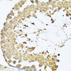 Immunohistochemistry of paraffin-embedded Mouse testis using CCT4 Polyclonal Antibody at dilution of  1:100 (40x lens).