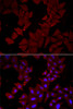 Immunofluorescence analysis of HeLa cells using CCT4 Polyclonal Antibody
