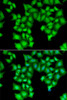 Immunofluorescence analysis of HeLa cells using CPSF3L Polyclonal Antibody