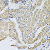Immunohistochemistry of paraffin-embedded Mouse heart using CRHBP Polyclonal Antibody at dilution of  1:100 (40x lens).