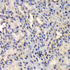 Immunohistochemistry of paraffin-embedded Rat kidney using DDX41 Polyclonal Antibody at dilution of  1:100 (40x lens).