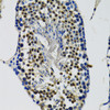 Immunohistochemistry of paraffin-embedded Mouse testis using DDX41 Polyclonal Antibody at dilution of  1:100 (40x lens).