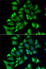 Immunofluorescence analysis of A549 cells using ENTPD2 Polyclonal Antibody
