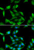 Immunofluorescence analysis of U2OS cells using GAMT Polyclonal Antibody