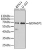 Western blot analysis of extracts of various cell lines using GORASP1 Polyclonal Antibody at dilution of 1:1000.