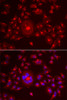 Immunofluorescence analysis of A549 cells using GORASP1 Polyclonal Antibody