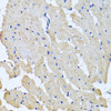 Immunohistochemistry of paraffin-embedded Rat heart using GPLD1 Polyclonal Antibody at dilution of  1:100 (40x lens).