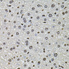 Immunohistochemistry of paraffin-embedded Mouse liver using Histone H2A.Z Polyclonal Antibody at dilution of  1:100 (40x lens).