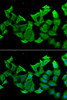 Immunofluorescence analysis of A549 cells using HAGH Polyclonal Antibody