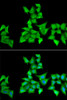 Immunofluorescence analysis of A549 cells using HAPLN1 Polyclonal Antibody