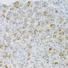 Immunohistochemistry of paraffin-embedded Mouse stomach using HPS1 Polyclonal Antibody at dilution of  1:100 (40x lens).
