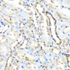 Immunohistochemistry of paraffin-embedded Rat kidney using HYAL1 Polyclonal Antibody at dilution of  1:100 (40x lens).