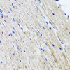 Immunohistochemistry of paraffin-embedded Mouse heart using HYAL1 Polyclonal Antibody at dilution of  1:100 (40x lens).
