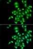 Immunofluorescence analysis of A549 cells using IL20 Polyclonal Antibody