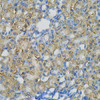 Immunohistochemistry of paraffin-embedded Rat kidney using INPP5J Polyclonal Antibody at dilution of  1:100 (40x lens).