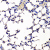 Immunohistochemistry of paraffin-embedded Mouse lung using INTS6 Polyclonal Antibody at dilution of  1:100 (40x lens).