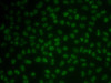 Immunofluorescence analysis of MCF7 cells using KHDRBS3 Polyclonal Antibody