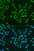 Immunofluorescence analysis of U2OS cells using KLF4 Polyclonal Antibody at dilution of  1:100. Blue: DAPI for nuclear staining.