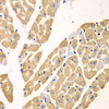 Immunohistochemistry of paraffin-embedded Mouse heart using KYNU Polyclonal Antibody at dilution of  1:100 (40x lens).