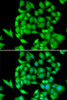 Immunofluorescence analysis of HeLa cells using NEK3 Polyclonal Antibody