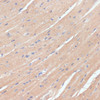 Immunohistochemistry of paraffin-embedded Mouse heart using NHLRC1 Polyclonal Antibody at dilution of  1:100 (40x lens).