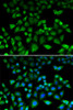 Immunofluorescence analysis of HeLa cells using NHLRC1 Polyclonal Antibody