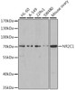 Western blot analysis of extracts of various cell lines using NR2C1 Polyclonal Antibody at dilution of 1:1000.
