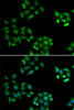Immunofluorescence analysis of HeLa cells using NSFL1C Polyclonal Antibody