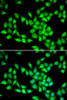 Immunofluorescence analysis of HeLa cells using PCMT1 Polyclonal Antibody