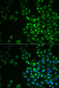 Immunofluorescence analysis of MCF7 cells using POLG2 Polyclonal Antibody