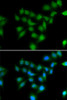 Immunofluorescence analysis of HeLa cells using POU2AF1 Polyclonal Antibody
