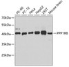 Western blot analysis of extracts of various cell lines using PPP1R8 Polyclonal Antibody at dilution of 1:1000.