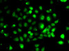 Immunofluorescence analysis of MCF7 cells using PPP2R1B Polyclonal Antibody