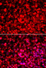 Immunofluorescence analysis of HeLa cells using PUF60 Polyclonal Antibody