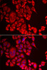 Immunofluorescence analysis of MCF-7 cells using QPCT Polyclonal Antibody