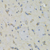 Immunohistochemistry of paraffin-embedded Rat brain using RAE1 Polyclonal Antibody at dilution of  1:100 (40x lens).