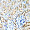 Immunohistochemistry of paraffin-embedded Mouse kidney using RPS2 Polyclonal Antibody at dilution of  1:100 (40x lens).