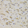 Immunohistochemistry of paraffin-embedded Rat brain using RPS27 Polyclonal Antibody at dilution of  1:100 (40x lens).