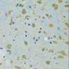 Immunohistochemistry of paraffin-embedded Mouse brain using RPS7 Polyclonal Antibody at dilution of  1:100 (40x lens).