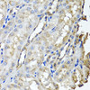 Immunohistochemistry of paraffin-embedded Rat kidney using SCYL1 Polyclonal Antibody at dilution of  1:100 (40x lens).