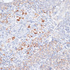 Immunohistochemistry of paraffin-embedded Rat ovary using SMPD1 / ASM Polyclonal Antibody at dilution of  1:100 (40x lens).