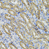 Immunohistochemistry of paraffin-embedded Mouse kidney using SPTLC1 Polyclonal Antibody at dilution of  1:100 (40x lens).