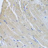 Immunohistochemistry of paraffin-embedded Mouse heart using SRI Polyclonal Antibody at dilution of  1:100 (40x lens).