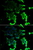 Immunofluorescence analysis of HeLa cells using TANK Polyclonal Antibody